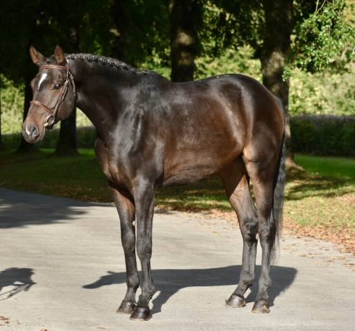 Gelding Origin Recorded For sale 2019 Dark Bay