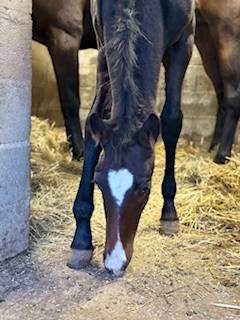 Colt French Saddle Pony For sale 2025 Bay