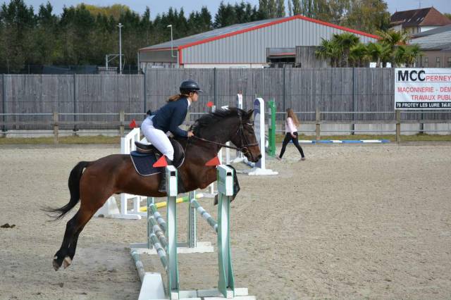 Gelding Connemara For sale 2021 Bay