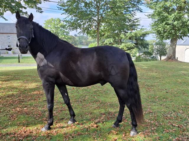 Gelding PRE Pure Spanish Bred For sale 2018 Black
