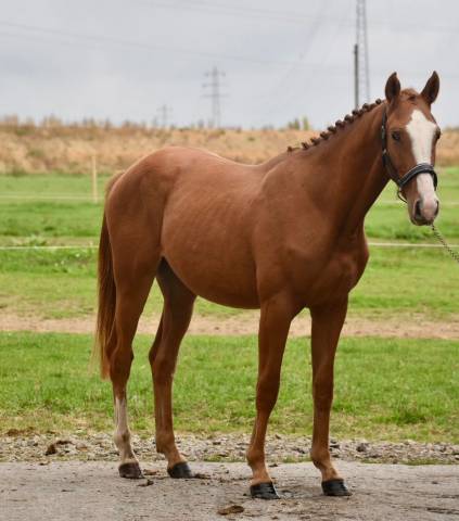 Stallion BWP Belgian Warmblood For sale 2023 Chesnut