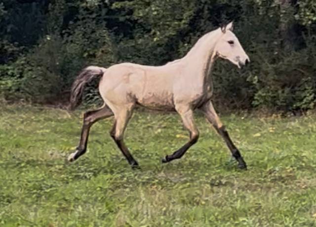 Filly Lusitano For sale 2025 Buckskin