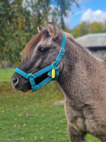 Gelding Origin Recorded For sale 2016 Grey