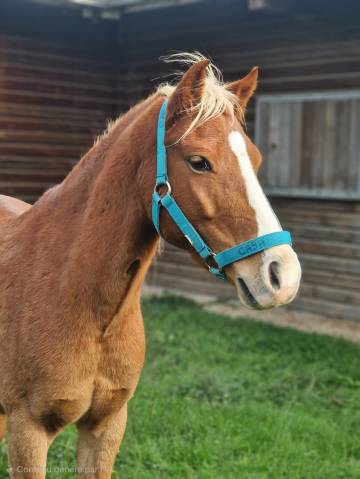 Gelding Origin Recorded For sale 2018 Chesnut