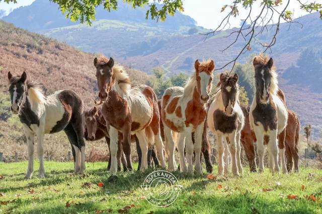 Colt Pottok  For sale 2025 Coloured