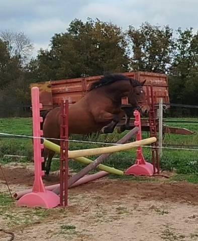 Mare Connemara For sale 2019 Bay