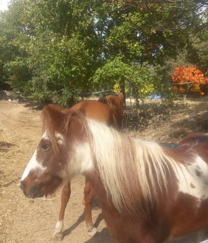 Mare No Origin Recorded Part-Livery 2000 Coloured