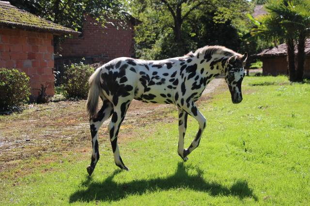 Colt Origin Recorded For sale 2025 Appaloosa