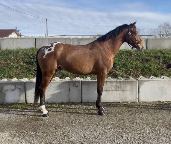 Gelding AES Anglo European Studbook For sale 2022 Other color