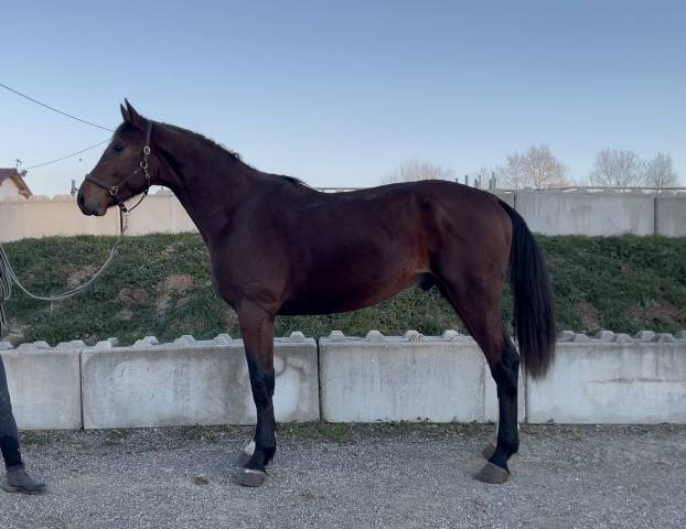 Gelding Selle Fran&ccedil;ais For sale 2023 Bay