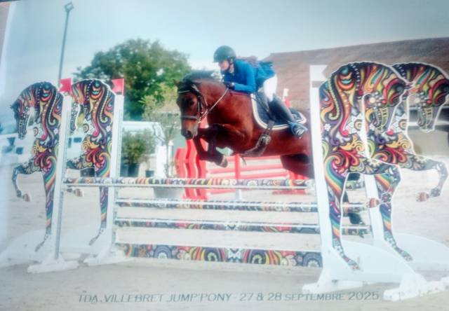 Gelding Welsh Pony (Section C) For sale 2018 Bay