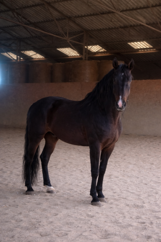 Stallion PRE Pure Spanish Bred For sale 2016 Bay
