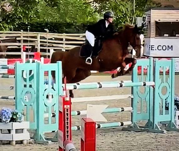 Mare Selle Fran&ccedil;ais For sale 2016 Chesnut