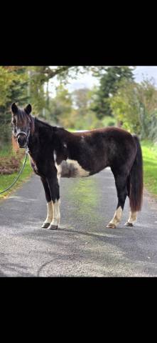 Mare Connemara For sale 2006 Coloured