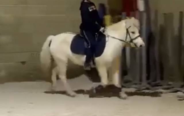 Mare No Origin Recorded For sale 2017 White