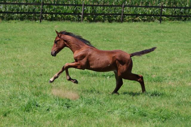 Filly French Saddle Pony For sale 2025 Dark Bay