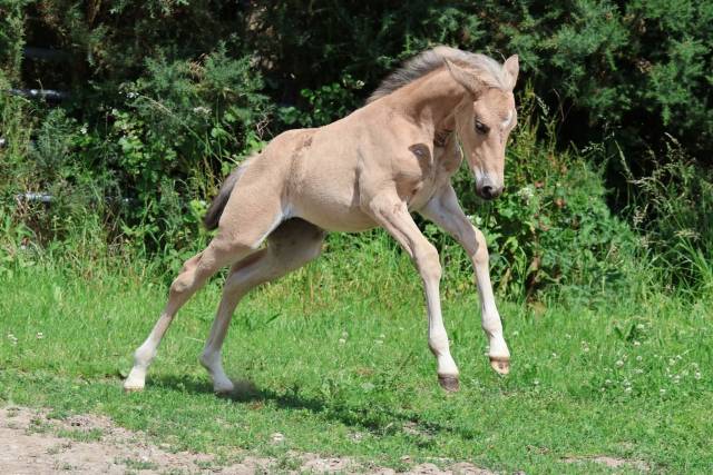 Filly French Saddle Pony For sale 2025 Buckskin