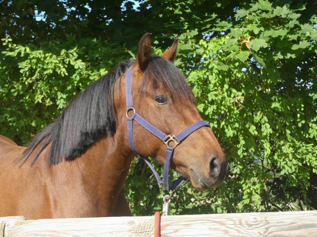 Gelding No Origin Recorded For sale 2015 Bay