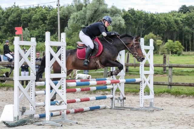 Mare No Origin Recorded For sale 2014 Dark Bay