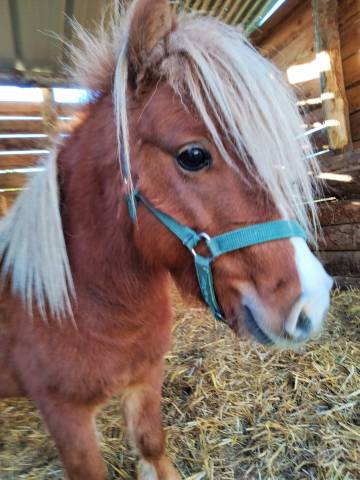 Entire Other Pony Breed For sale 2022 Liver chestnut