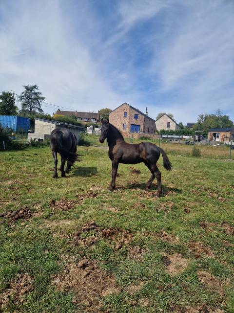 Colt Friesian For sale 2024 Black