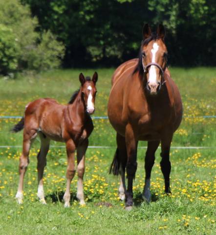 Colt Selle Français For sale 2025 Bay