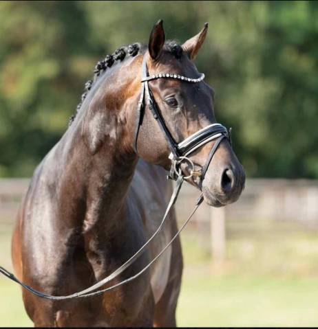 Stallion Oldenburg For sale 2018 Bay