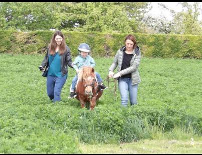 Gelding Shetland Pony For sale 2010 Chesnut