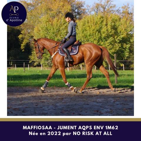 Mare AQPS For sale 2022 Chesnut