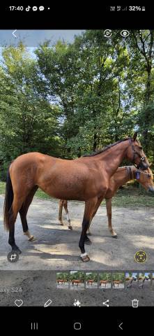 Mare Zangersheide For sale 2023 Bay