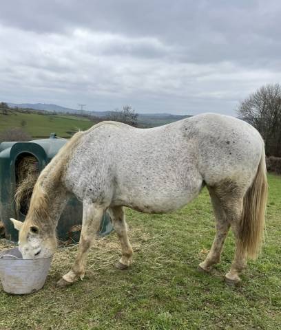 Mare Selle Français For sale 2008 Grey