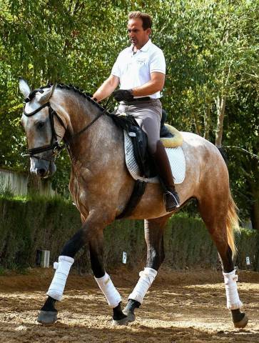 Mare Lusitano For sale 2022 Grey