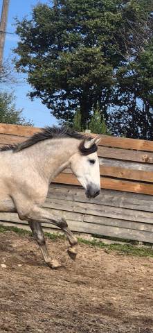 Entire PRE Pure Spanish Bred For sale 2023 Grey