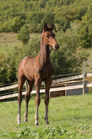 Filly CDF - French Dressage Horse For sale 2025 Bay