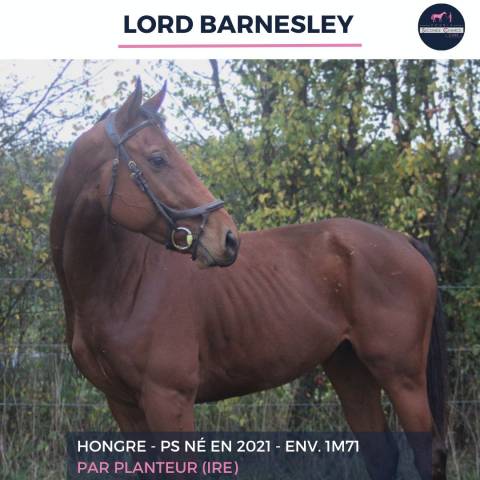 Gelding Thoroughbred For sale 2021 Bay
