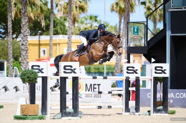 Gelding Selle Fran&ccedil;ais For sale 2014 Bay