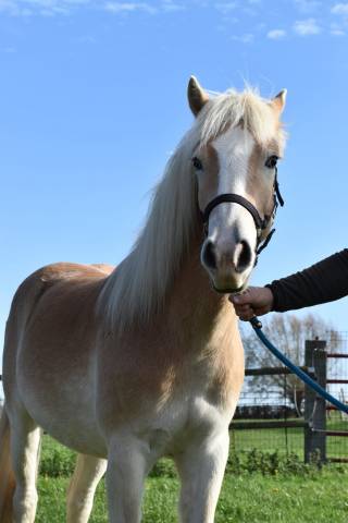 Gelding Haflinger For sale 2024 Chesnut