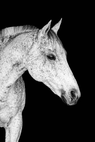 Gelding English Thoroughbred For sale 2011 Grey