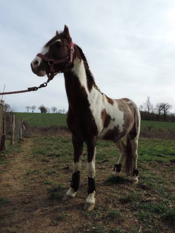 Gelding No Origin Recorded For sale 2012 Coloured