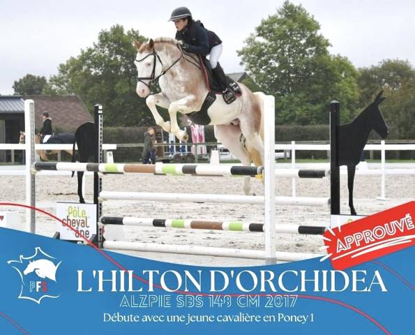 L'HILTON D'ORCHIDEA - sBs Belgian Warmblood 2017 by Blue tinka Tilia
