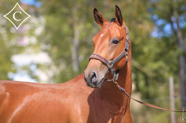 Entire Lusitano For sale 2021 Bay