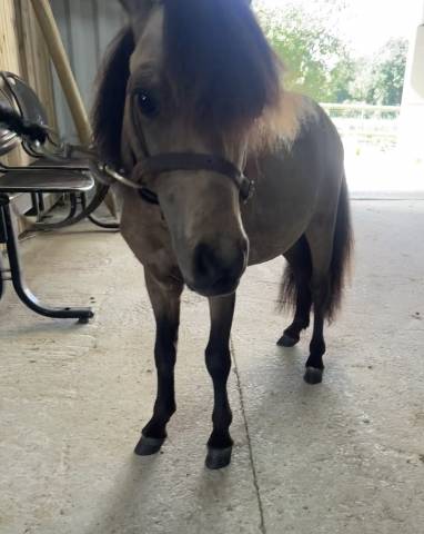 Entire No Origin Recorded For sale 2024 Buckskin