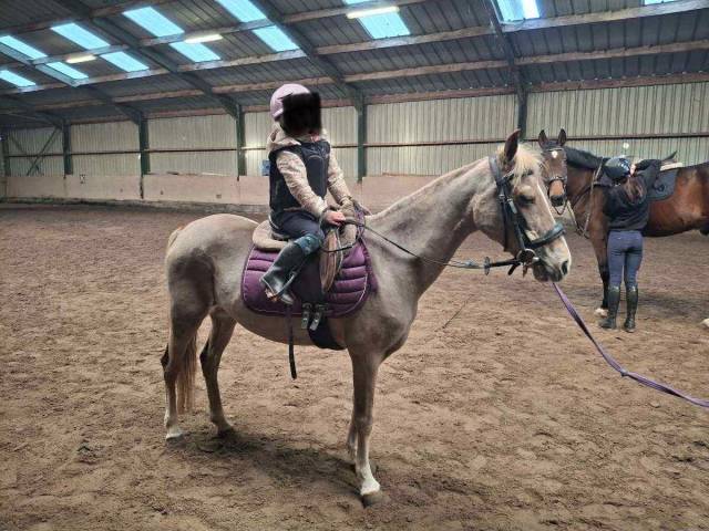 Mare No Origin Recorded For sale 2016 Chesnut