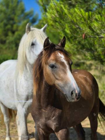 Entire French Saddle Pony For entrust 2024 Grey