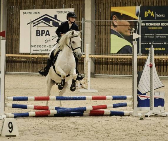 Gelding No Origin Recorded For sale 2013 Grey