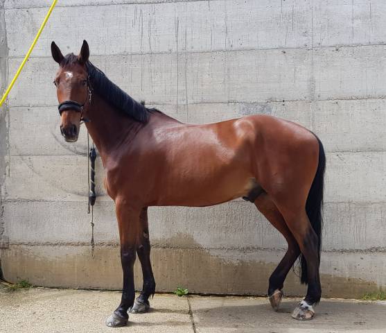 Gelding Selle Fran&ccedil;ais For sale 2012 Bay