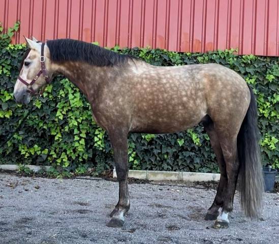 Gelding No Origin Recorded For sale 2019 Grey