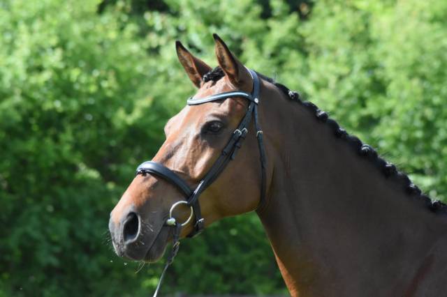Gelding Holsteiner For sale 2018 Bay
