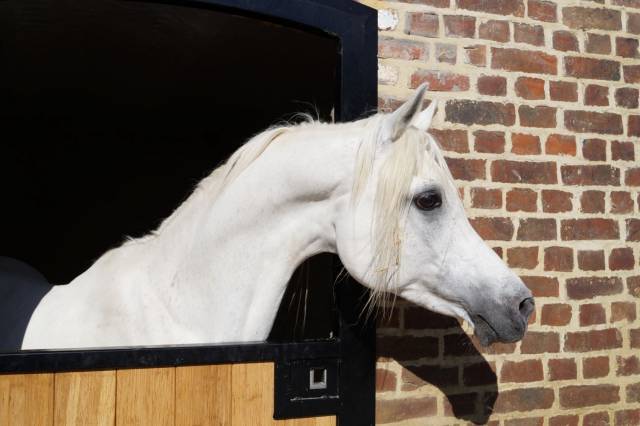 Shaikh Al Damaran - Arabian Thoroughbred 2002 by Shaikh Al Kuran