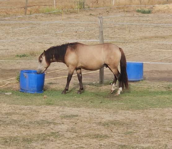 Gelding Origin Recorded For sale 2024 Buckskin